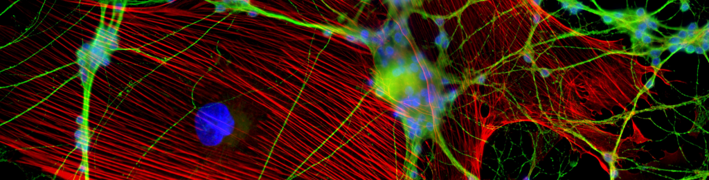 Biological and Fluorescence Microscopy