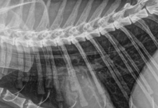 Falcon Ray - Clinical Radiography (Veterinary X-Ray)